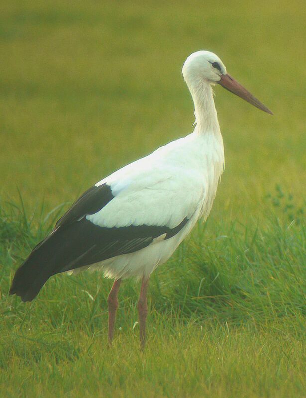 White Stork, identification