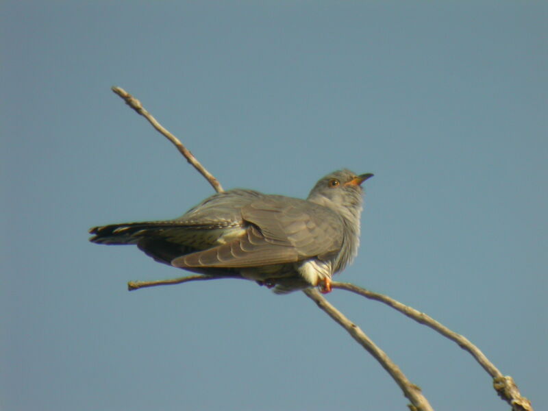 Common Cuckoo