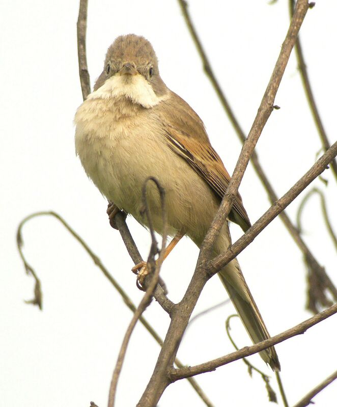 Fauvette grisette mâle adulte nuptial, identification