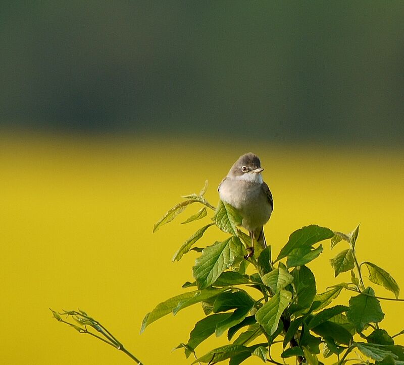 Common Whitethroat male adult breeding, identification