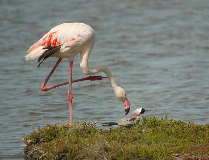 Flamant roseadulte nuptial