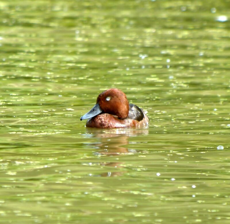 Ferruginous Duck male adult breeding, identification