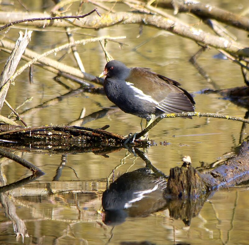 Gallinule poule-d'eau