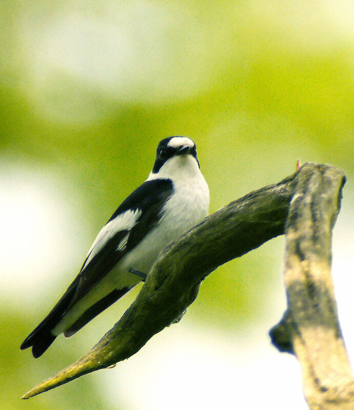 Gobemouche à collier mâle adulte nuptial, identification