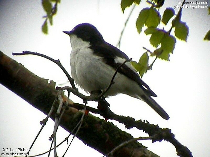 Gobemouche noir