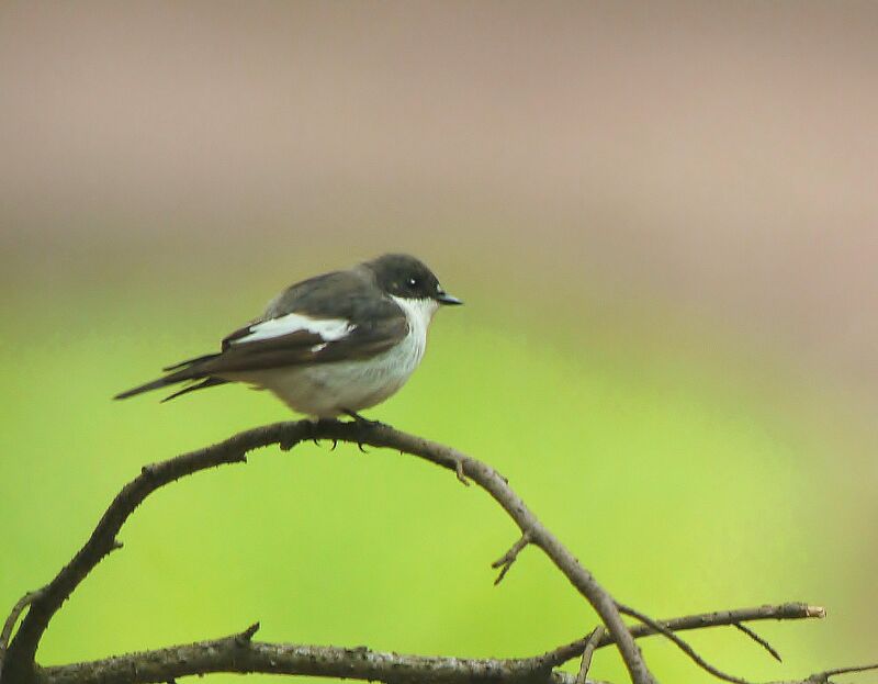 Gobemouche noir mâle adulte nuptial, identification