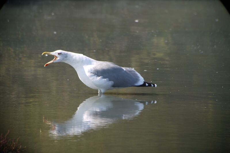 European Herring Gulladult post breeding, Behaviour