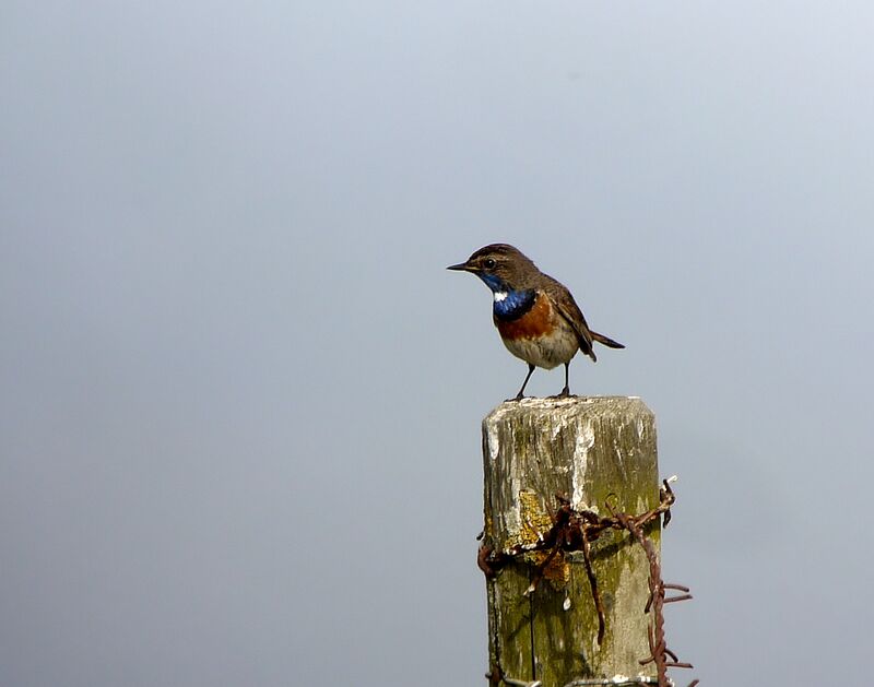 Bluethroat (cyanecula) male adult breeding, identification