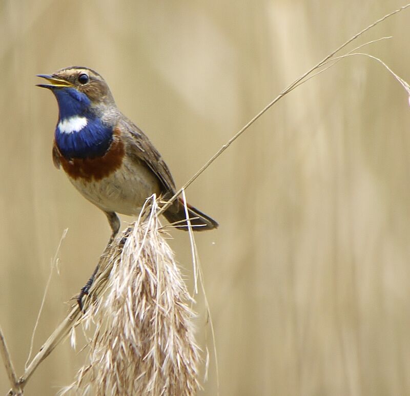 Bluethroat (cyanecula) male, identification