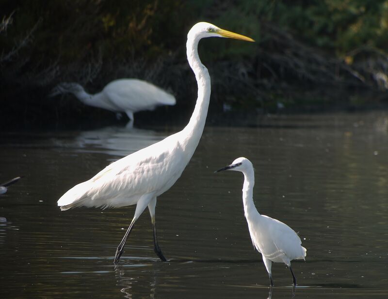 Great Egretadult post breeding, identification