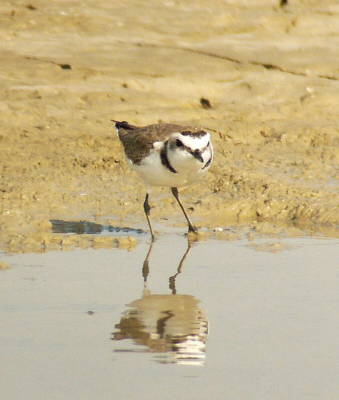 Gravelot à collier interrompu mâle adulte nuptial, identification