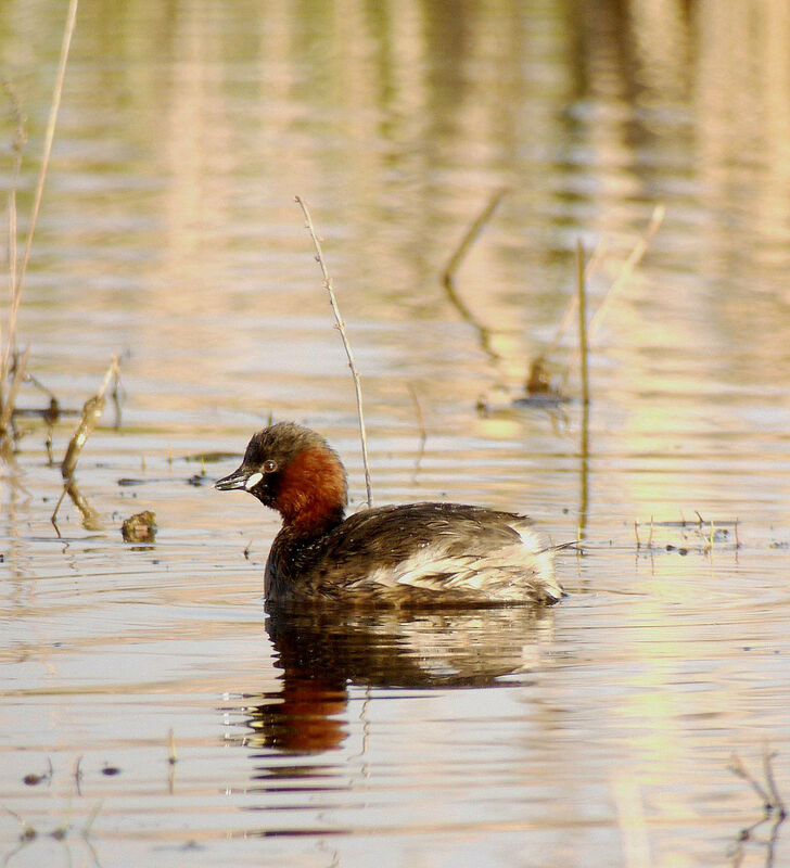 Grèbe castagneux mâle adulte nuptial, identification