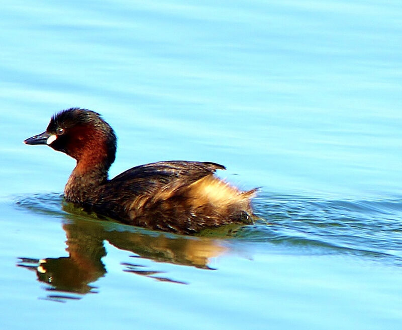 Little Grebe male adult breeding