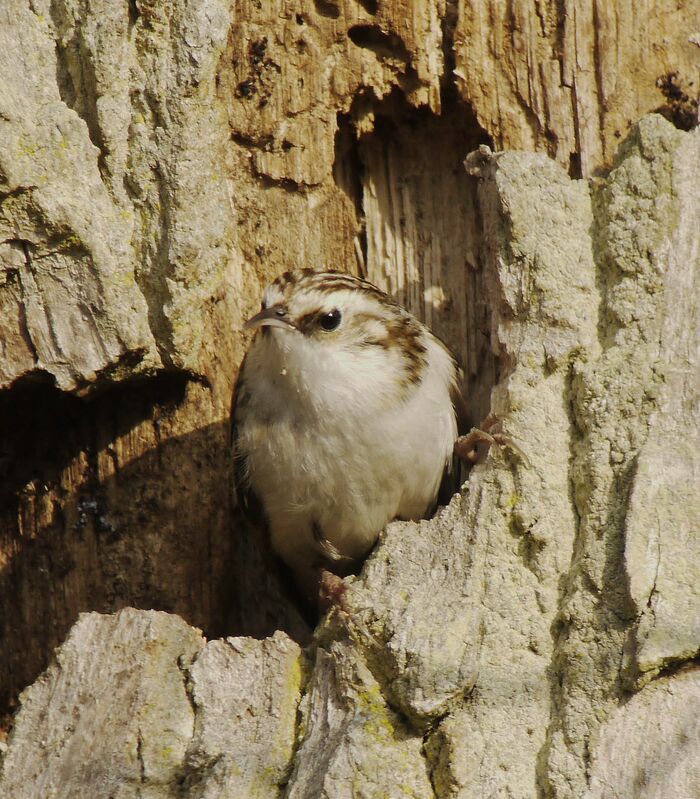 Eurasian Treecreeperadult breeding, identification