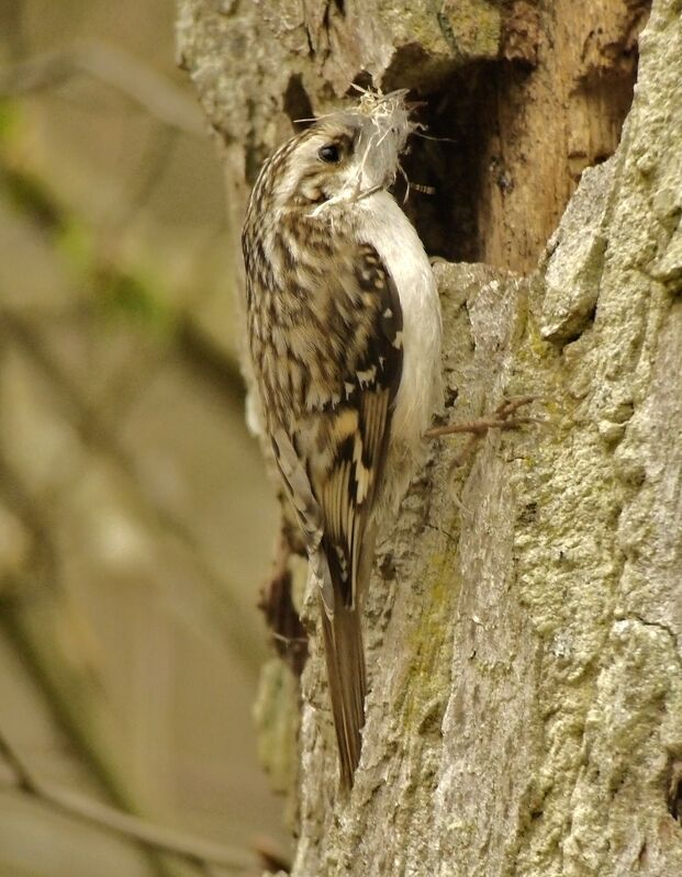 Eurasian Treecreeperadult breeding, Reproduction-nesting