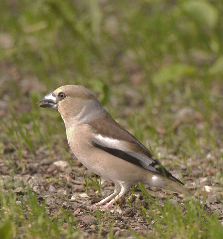 Hawfinch female adult breeding, identification