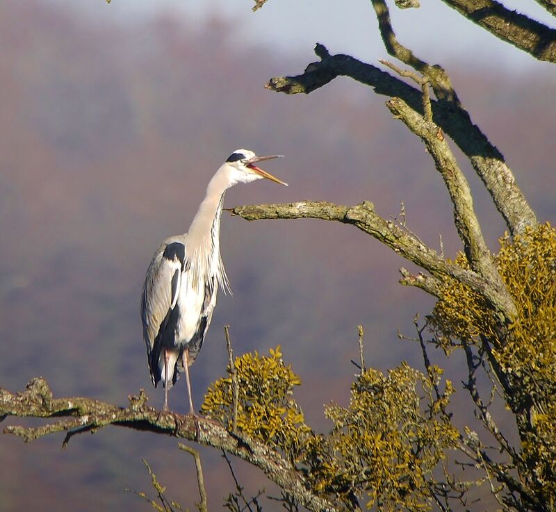 Grey Heron, close-up portrait