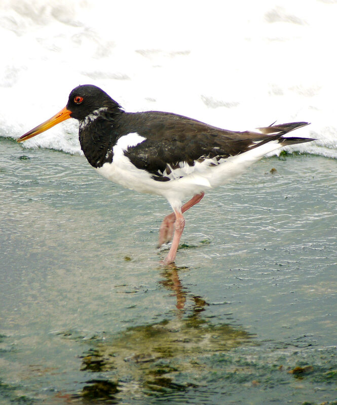 Eurasian Oystercatcher, identification