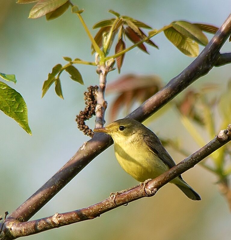 Melodious Warbler, identification