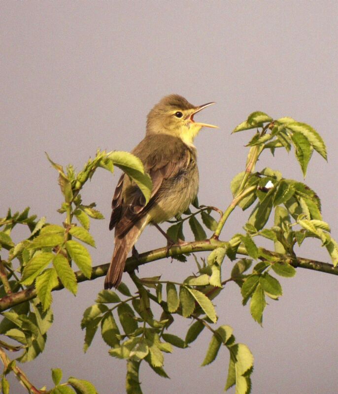 Melodious Warbler male adult breeding, identification