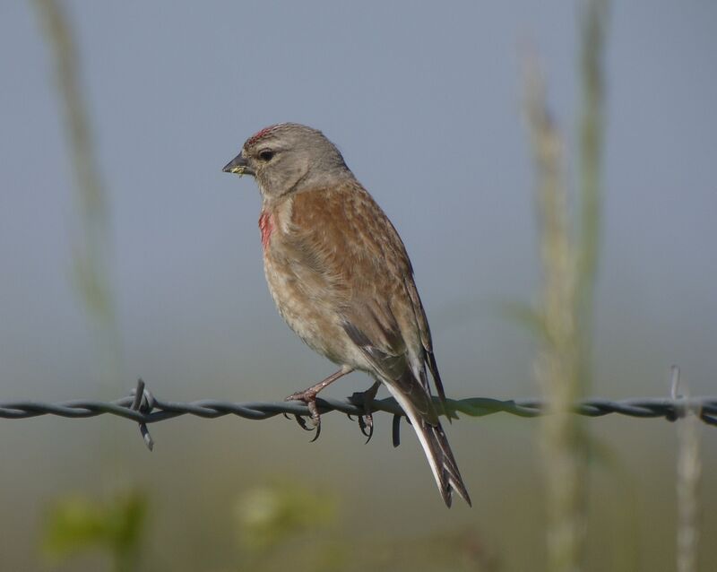 Common Linnet male, identification