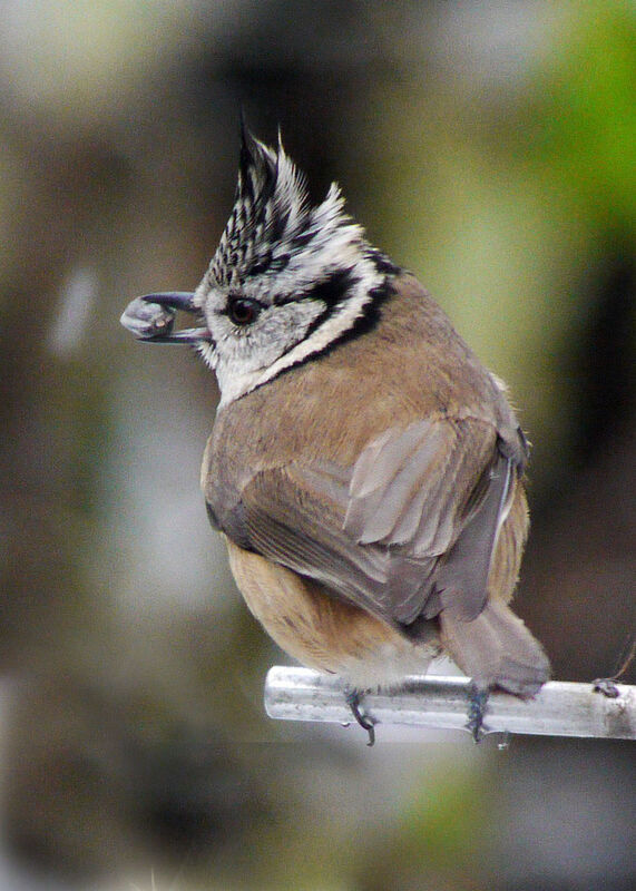 Crested Tit