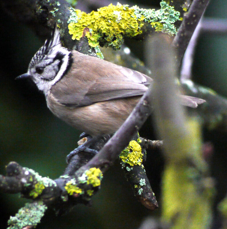 Crested Tit male adult breeding, identification