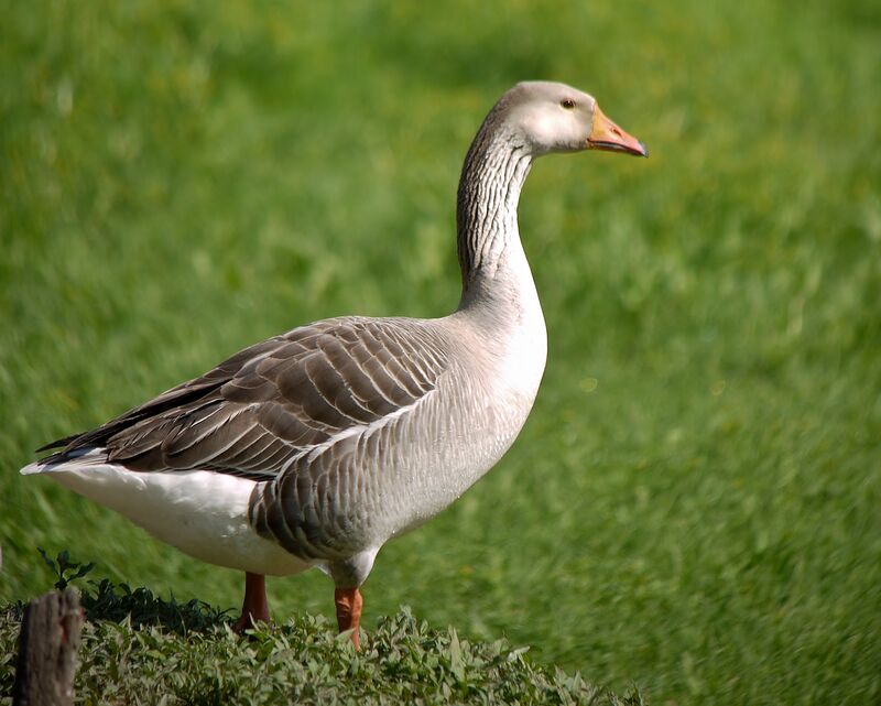 Greylag Gooseadult, identification