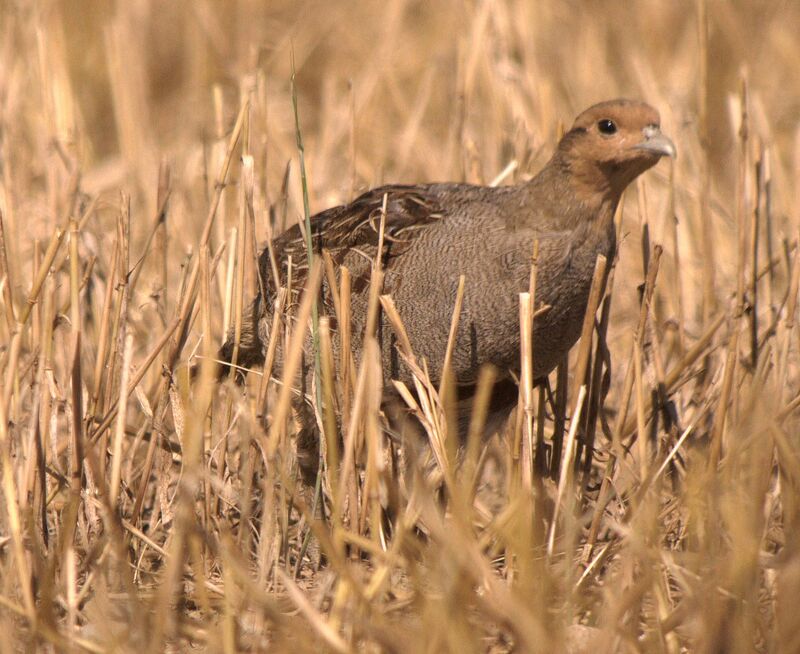 Grey Partridge male adult post breeding, identification