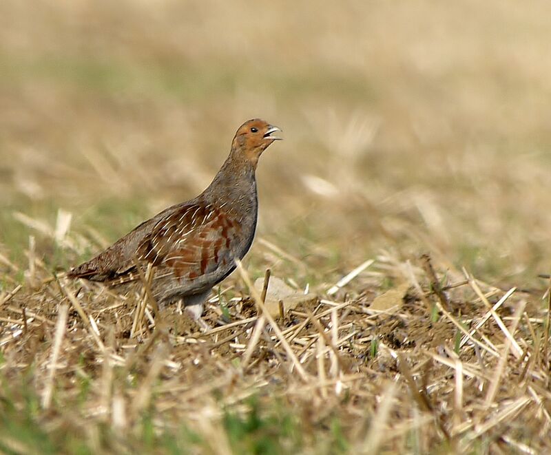 Perdrix grise mâle adulte nuptial, identification