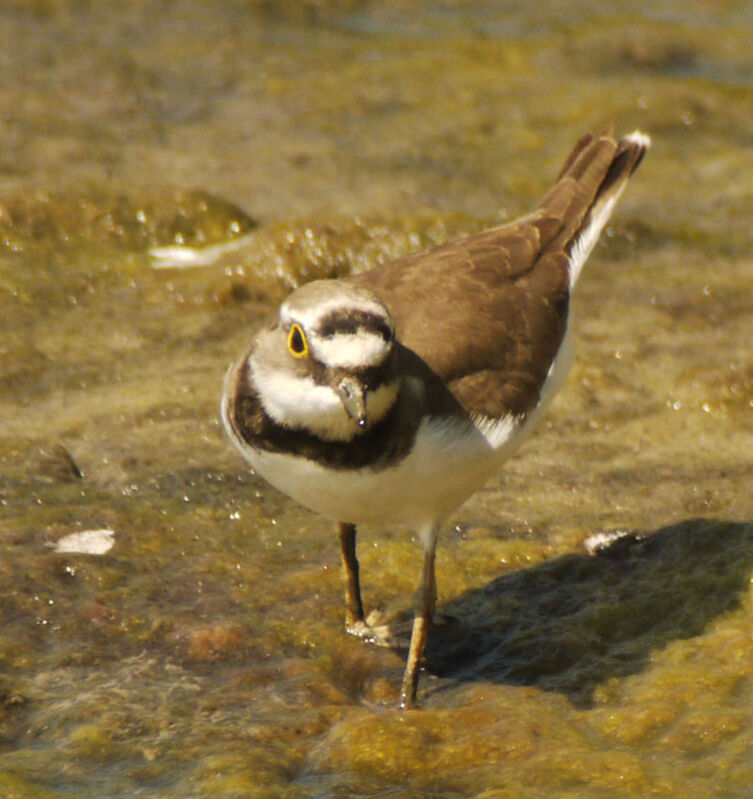 Petit Gravelotadulte nuptial, identification