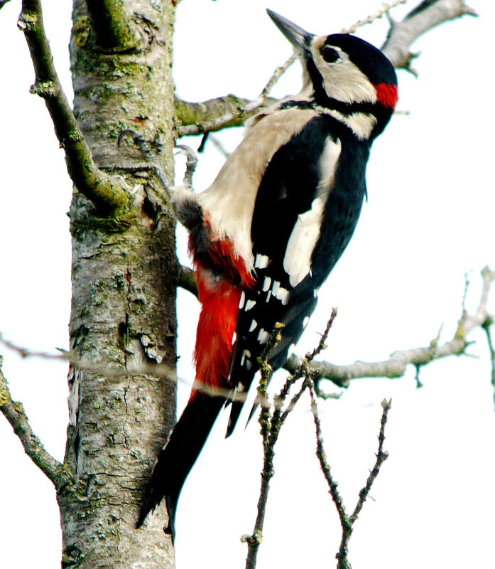 Great Spotted Woodpecker male, identification