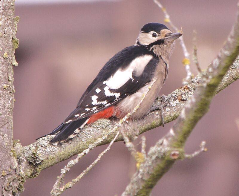 Pic épeicheadulte, identification