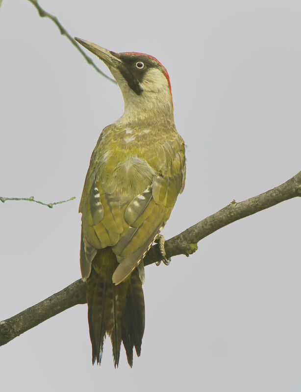 European Green Woodpecker female adult, identification