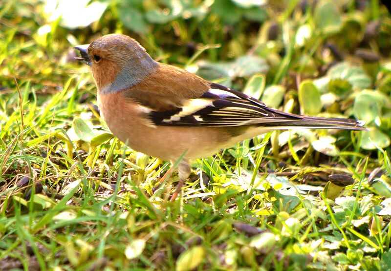 Eurasian Chaffinch male adult breeding, identification