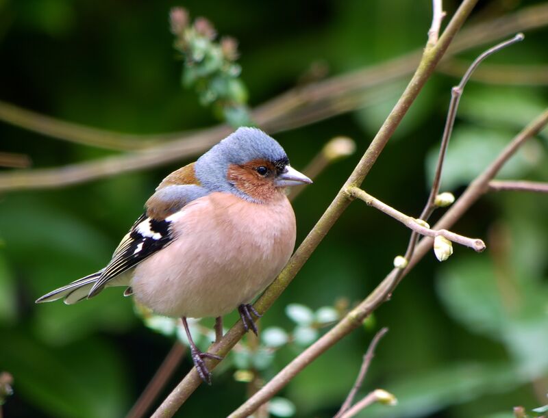 Eurasian Chaffinch male adult breeding, identification