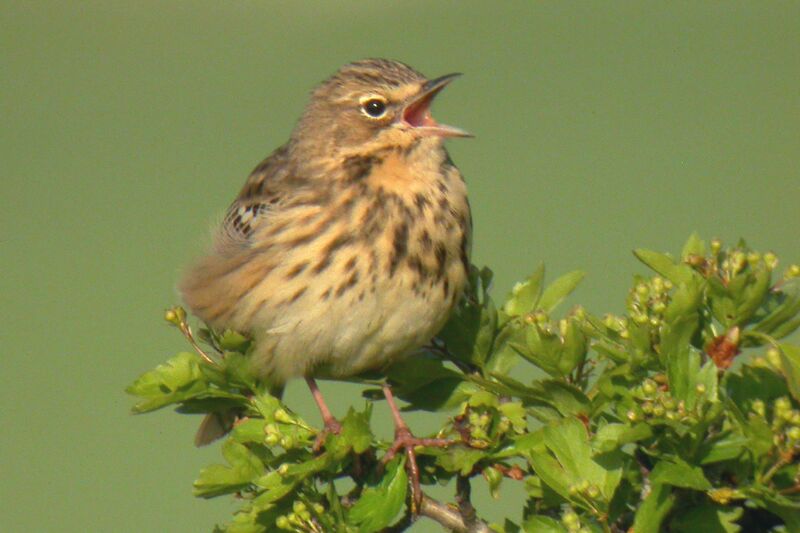 Pipit des arbres