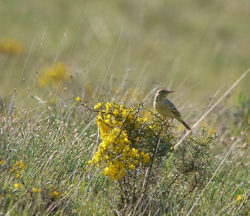 Pipit rousseline mâle adulte nuptial, identification