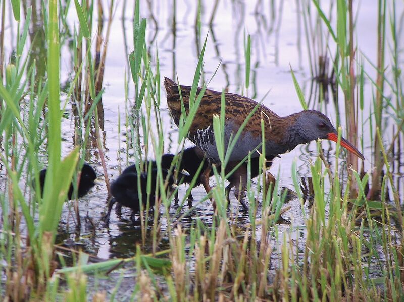 Water Railadult breeding, Reproduction-nesting