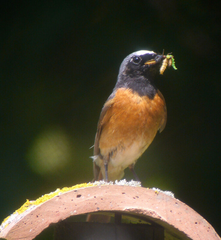 Common Redstart male adult breeding, identification