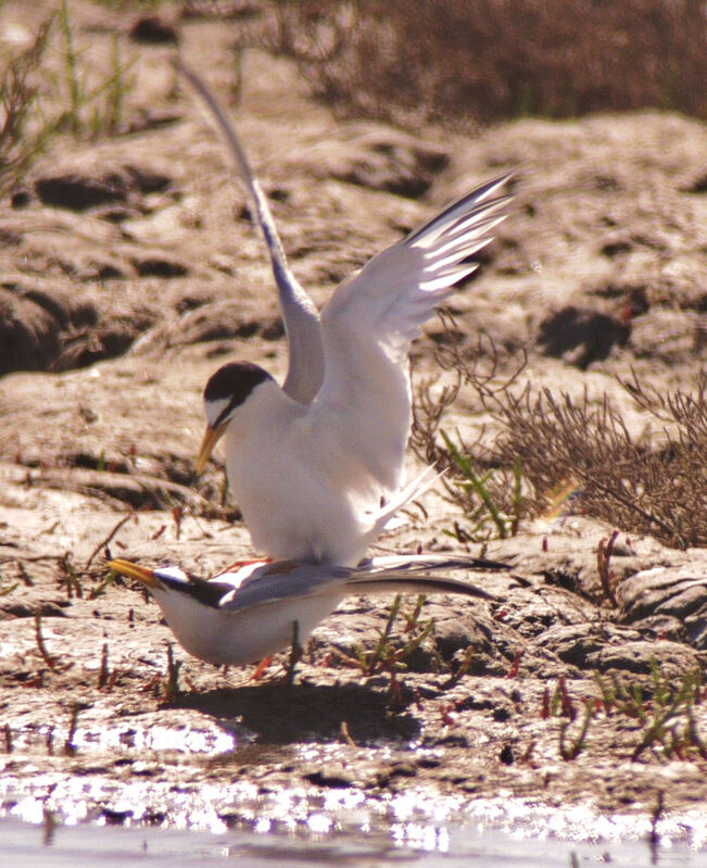 Little Tern adult breeding, identification