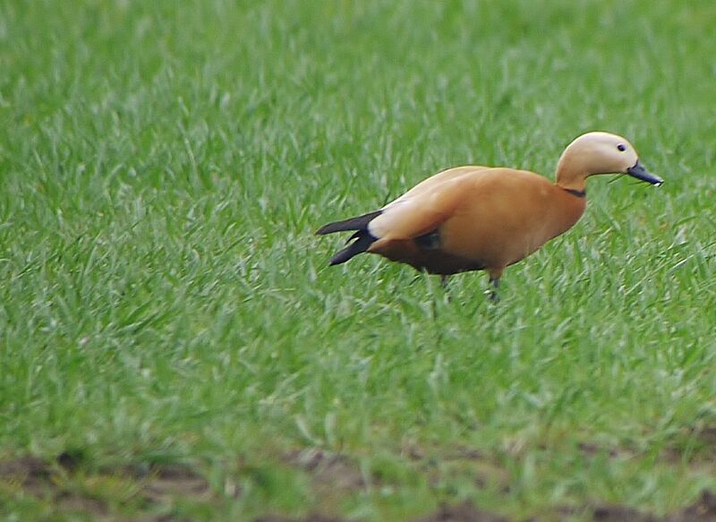 Ruddy Shelduck male adult breeding, identification