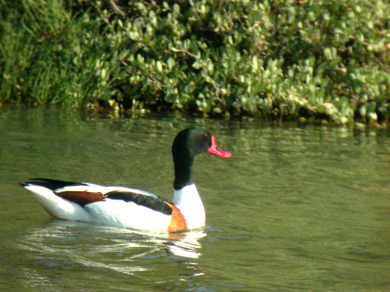 Common Shelduck