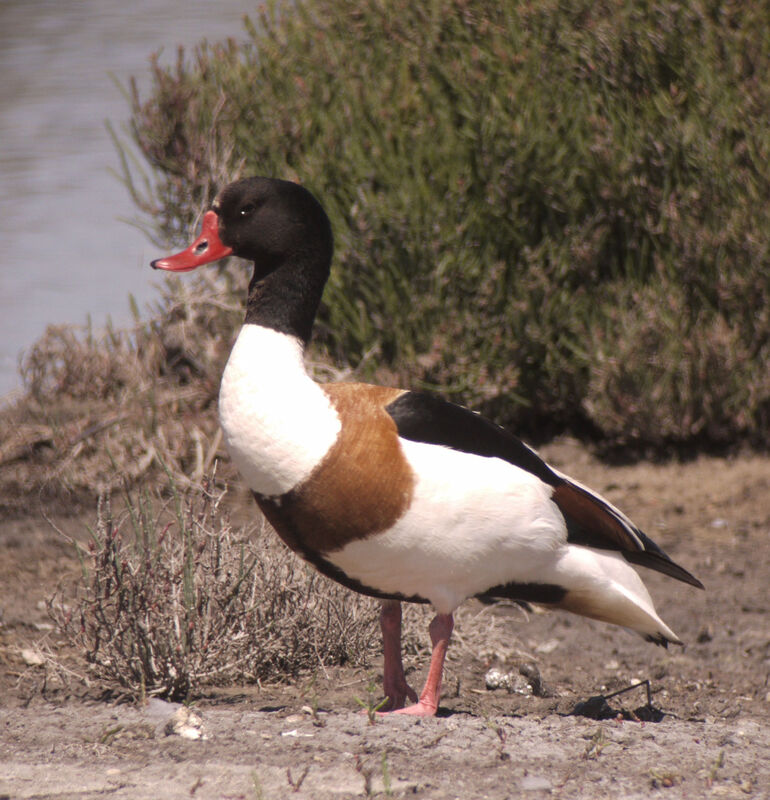 Common Shelduckadult breeding, identification