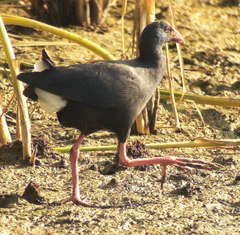 Western Swamphen male adult breeding, identification