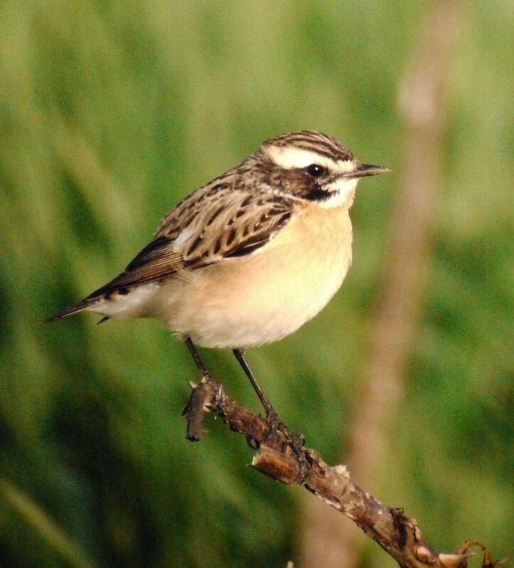 Whinchat male adult breeding, identification