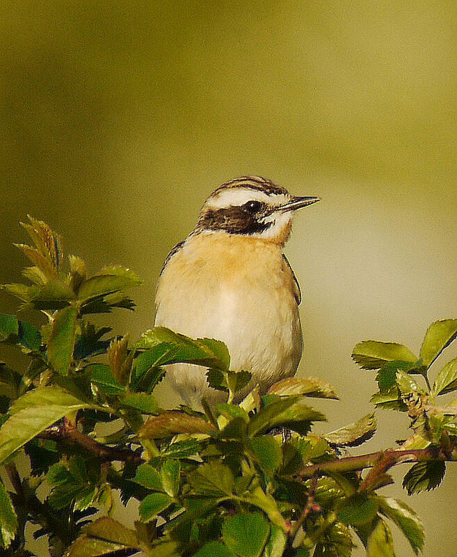 Whinchat male adult breeding, identification