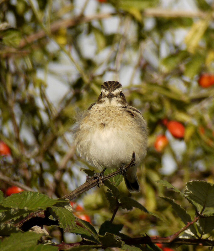 Whinchat female First year