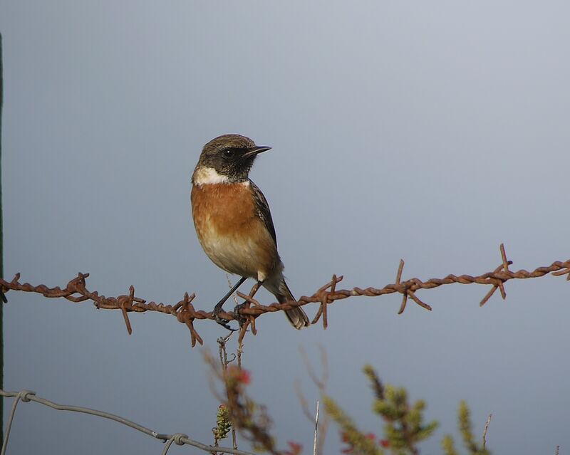 European Stonechat male adult post breeding, identification