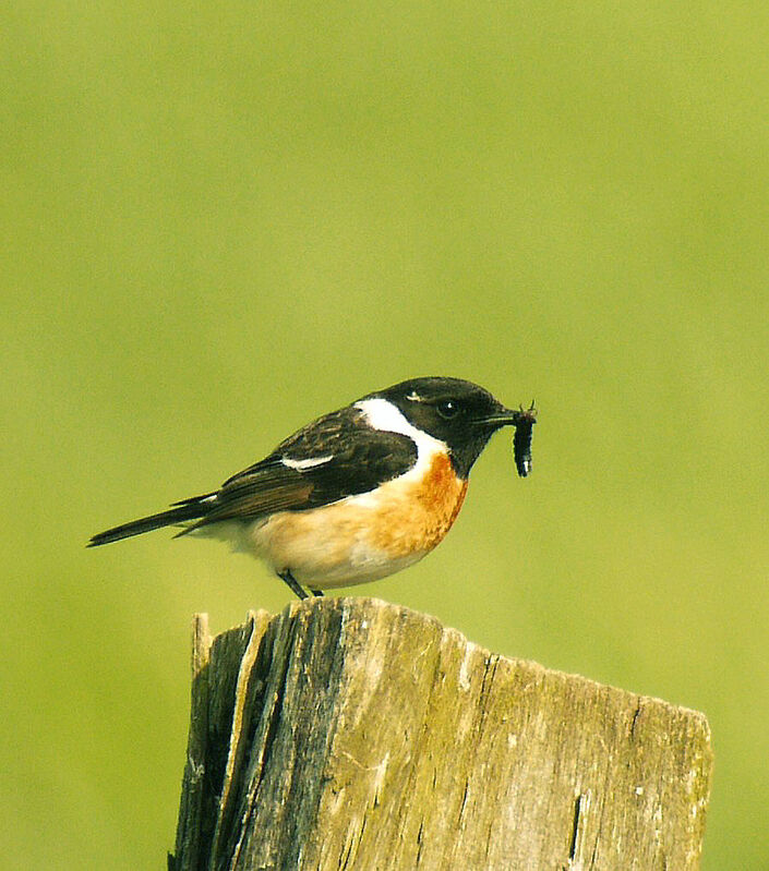 European Stonechat male adult breeding, identification